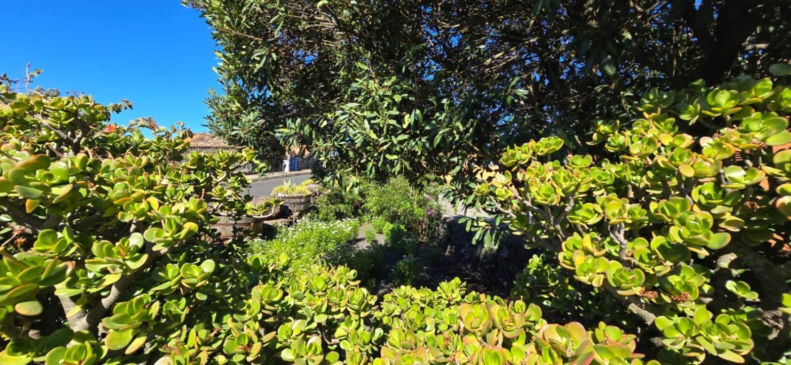 Vivienda Vacacional El Lagar, Bodega A フエンカリエンテ・デ・ラ・パルマ エクステリア 写真